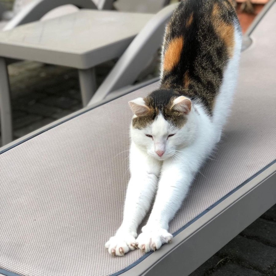 Шезлонг-лежак пластиковый тортора Alfa Nardi